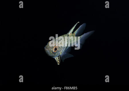 Orbiculate cardinalfish, chubby cardinale o polka-dot cardinalfish (Sphaeramia orbicularis) sul Mare del Sud della Cina, Redang, Malaysia Foto Stock