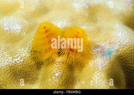 Giallo albero di Natale worm (Spirobranchus giganteus) sul Mare del Sud della Cina, Redang, Malaysia, Asia Foto Stock