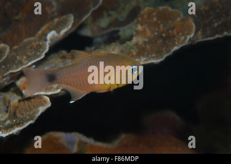 Dipinto Cardinalfish (Archamia fucata) sul Mare del Sud della Cina, Redang, Malaysia, Asia Foto Stock