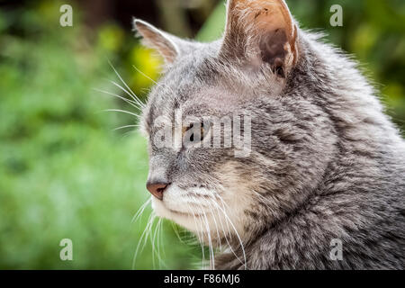 Gatto Tabby nel giardino di fronte al sole Foto Stock