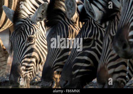 La Burchell zebra (Equus quagga burchellii) - Andersson's Camp - vicino a Parco Nazionale Etosha - Namibia, Africa Foto Stock