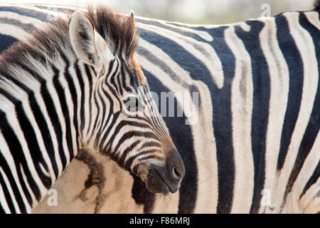 La Burchell zebra (Equus quagga burchellii) - Andersson's Camp - vicino a Parco Nazionale Etosha - Namibia, Africa Foto Stock