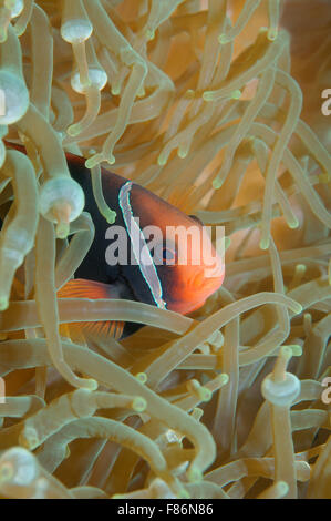 Cinnamon Clownfish Red e Black anemonefish, nero-backed anemonefish o dusky anemonefish (Amphiprion melanopus) Cina del Sud Foto Stock
