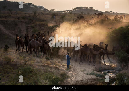 Cammelli sul modo di Pushkar Mela al tramonto, mercato di cammelli, Pushkar, Rajasthan, India Foto Stock