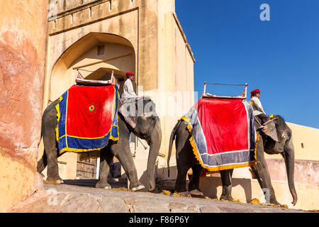 Elefanti cavalcando per i turisti a Amber Fort, Jaipur, Rajasthan, India Foto Stock