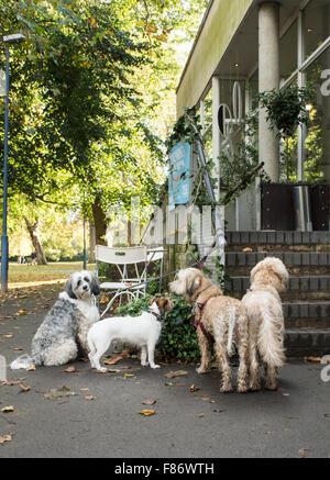 Un pack di cani in attesa obbediente al di fuori di un Cafe a Londra, Regno Unito Foto Stock