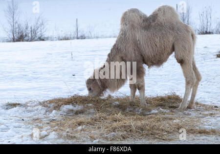 Il Cammello bianco mangiare erba in inverno Foto Stock