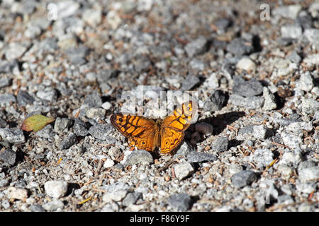 Orientale Xenica inanellato (Geitoneura acantha) sul circuito di Phillip Island, Victoria, Australia. Foto Stock