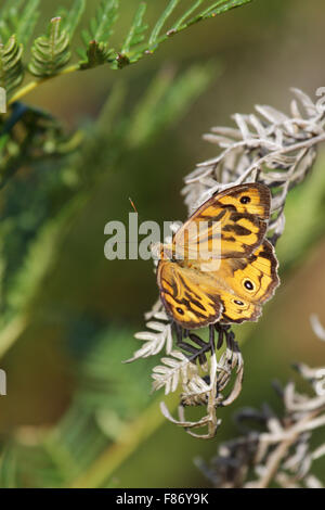 Comune (marrone Heteronympha merope) sul circuito di Phillip Island, Victoria, Australia. Foto Stock