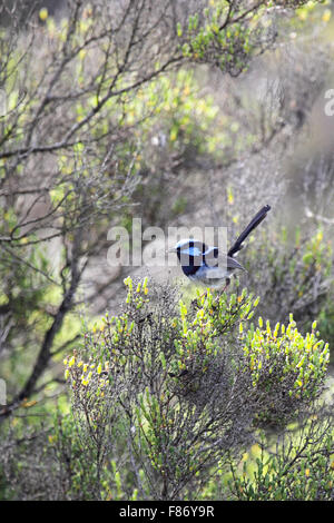 Superba Fairy-wren (Malurus cyaneus) seduto in una boccola sulla pista di Phillip Island, Victoria, Australia. Foto Stock