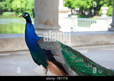 Maschio blu indiano Peacock nel Parco Lazienki, Varsavia, Polonia Foto Stock