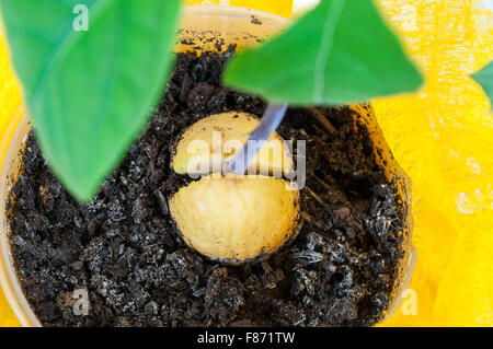 Primo piano della pianta di avocado in una pentola Foto Stock