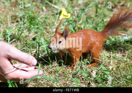 Scoiattolo rosso essendo alimentato nel Parco Lazienki, Varsavia, Polonia Foto Stock