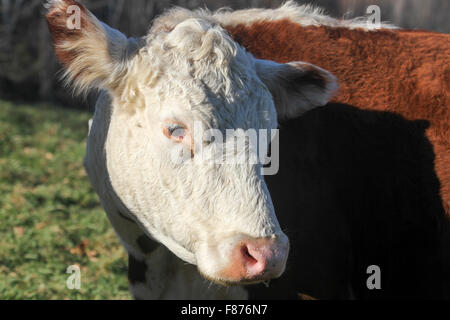 A una mucca Wheel-View Farm, Shelburne, Massachusetts, Stati Uniti, America del Nord Foto Stock