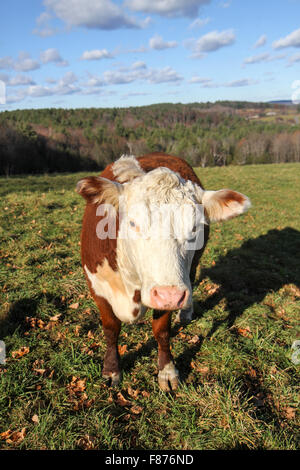 A una mucca Wheel-View Farm, Shelburne, Massachusetts Foto Stock