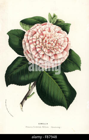 Cultivar di camelie, Principessa Frederick William, Camellia japonica. Litografia Handcolored da Louis van Houtte e Charles Lemaire di fiori dei giardini e serre di Europa, Flore des Serres et des jardins de l'Europe, Gand, Belgio, 1857. Foto Stock