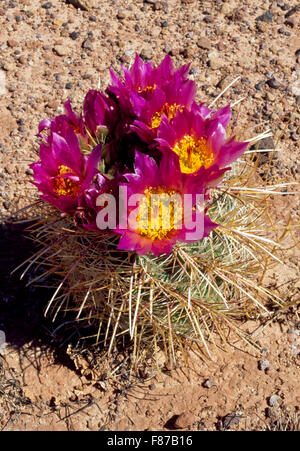 Riccio cactus vicino a pagina, Arizona Foto Stock