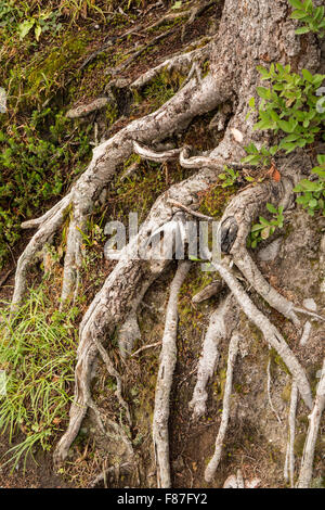 Radici di albero lungo il sentiero salendo su per la montagna dal Paradiso centro visitatori Il Parco Nazionale del Monte Rainier, Washington Foto Stock