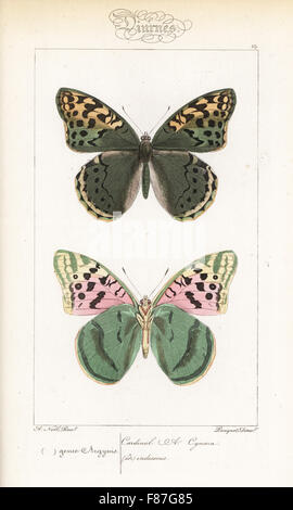 Il Cardinale butterfly, Argynnis pandora, dorsale e ventrale di opinioni. Handcolored incisione in acciaio dai fratelli Pauquet dopo una illustrazione da Alexis Nicolas Noel da Hippolyte Lucas Storia naturale della politica europea di farfalle, Histoire Naturelle des Lepidopteres d'Europa, 1864. Foto Stock