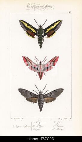 Bedstraw hawkmoth o galium sphinx, Hyles gallii, elefante, hawkmoth Deilephila elpenor, e pino hawkmoth Sphinx pinastri. Handcolored incisione in acciaio dai fratelli Pauquet dopo una illustrazione da Alexis Nicolas Noel da Hippolyte Lucas Storia naturale della politica europea di farfalle, Histoire Naturelle des Lepidopteres d'Europa, 1864. Foto Stock