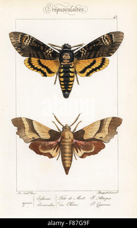 La morte la testa hawkmoth, Acherontia atropo e oak hawkmoth, Marumba quercus. Handcolored incisione in acciaio dai fratelli Pauquet dopo una illustrazione da Alexis Nicolas Noel da Hippolyte Lucas Storia naturale della politica europea di farfalle, Histoire Naturelle des Lepidopteres d'Europa, 1864. Foto Stock