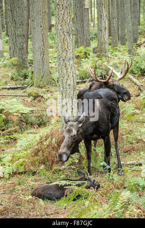 Alci in appoggio di vitello mentre la vacca e bull vegli su di esso, in Northwest Trek Wildlife Park nei pressi di Eatonville, Washington, Stati Uniti d'America Foto Stock