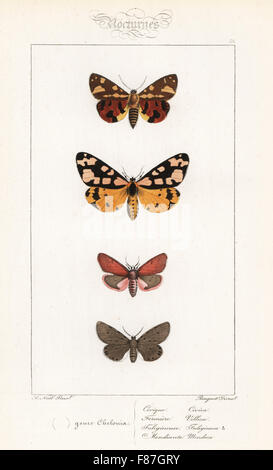 Brown tiger moth, Hyphoraia aulica, crema-spot tiger moth, Epicallia villica, ruby tiger, Phragmatobia fuliginosa, e mussola di Tarma, Diaphora mendica. Handcolored incisione in acciaio dai fratelli Pauquet dopo una illustrazione da Alexis Nicolas Noel da Hippolyte Lucas Storia naturale della politica europea di farfalle, Histoire Naturelle des Lepidopteres d'Europa, 1864. Foto Stock