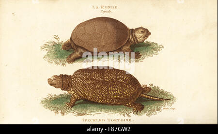 Testuggine palustre, Emys orbicularis (screziato tartaruga, Testudo europaea) e varietà, la Ronde, Testudo orbicularis. Handcolored incisione su rame da Heath dopo una illustrazione di George Shaw dal suo General zoologia, anfibi, Londra, 1801. Foto Stock