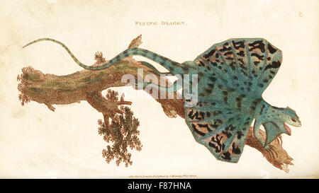 Flying Dragon, Draco volans. Handcolored incisione su rame da Heath dopo una illustrazione di George Shaw dal suo General zoologia, anfibi, Londra, 1801. Foto Stock