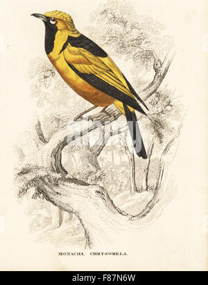 Golden monarch, Carterornis chrysomela (Golden-incappucciati flycatcher, Monarcha chrysomela). Acciaio Handcolored incisione da Georg Friedrich Treitschke's Galleria di Storia Naturale, Naturhistorischer Bildersaal des Thierreiches, Liepzig, 1842. Foto Stock