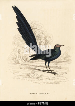 Long-tailed glossy starling, Lamprotornis caudatus (Merula longicauda). Acciaio Handcolored incisione da Georg Friedrich Treitschke's Galleria di Storia Naturale, Naturhistorischer Bildersaal des Thierreiches, Liepzig, 1842. Foto Stock