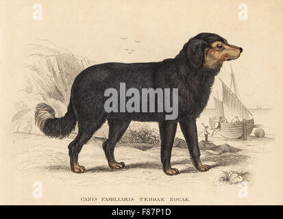 Cane di Terranova, Canis lupus familiaris (canis familiaris terrae novae). Dopo una illustrazione di James Stewart. Litografia Handcolored da Georg Friedrich Treitschke's Galleria di Storia Naturale, Naturhistorischer Bildersaal des Thierreiches, Liepzig, 1842. Foto Stock