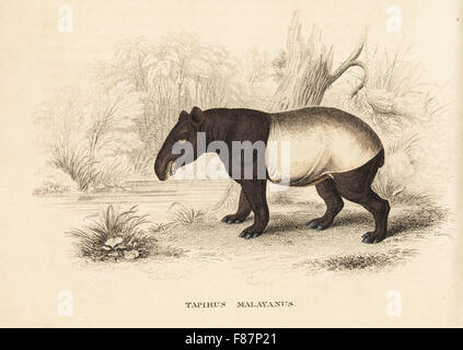 Il tapiro: la malese, Tapirus indicus. In via di estinzione. (Tapiro malese, Tapirus malayanus). Dopo una illustrazione di James Stewart. Litografia Handcolored da Georg Friedrich Treitschke's Galleria di Storia Naturale, Naturhistorischer Bildersaal des Thierreiches, Liepzig, 1840. Foto Stock