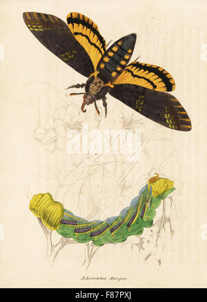 La morte la testa hawk moth, Acherontia atropo. Acciaio Handcolored incisione da Georg Friedrich Treitschke's Galleria di Storia Naturale, Naturhistorischer Bildersaal des Thierreiches, Liepzig, 1842. Foto Stock