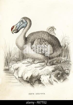 Dodo, Raphus cucullatus (Didus ineptus), estinta flightless bird. Litografia Handcolored da Georg Friedrich Treitschke's Galleria di Storia Naturale, Naturhistorischer Bildersaal des Thierreiches, Liepzig, 1842. Foto Stock