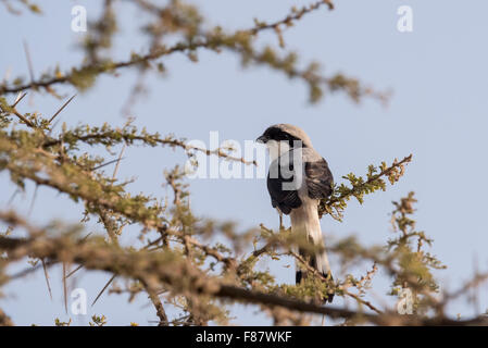 Un grigio backed Shrike fiscale in un albero di Acacia al Lago Langano in Etiopia che mostra chiaramente il colore del suo dorso Foto Stock