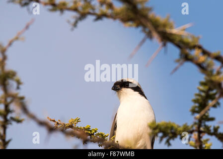 Un ritratto di un grigio backed Shrike fiscale in un albero di Acacia al Lago Langano in Etiopia Foto Stock