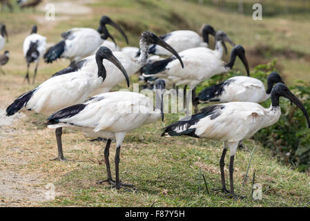 Un gregge di ibis sacri al Lago Ziway, Etiopia Foto Stock