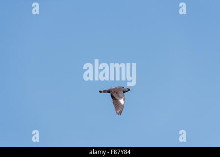 Un volo a collare bianco piccione (un Etiope uccello endemico) Foto Stock