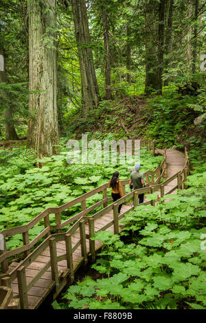 Il gigante di cedri Boardwalk Trail, Mount Revelstoke National Park, British Columbia, Canada Foto Stock