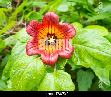 In canarie campanula (Canarina Canariensis) di El Jardin Canario vicino a Las Palmas di Gran Canaria Isole Canarie Foto Stock