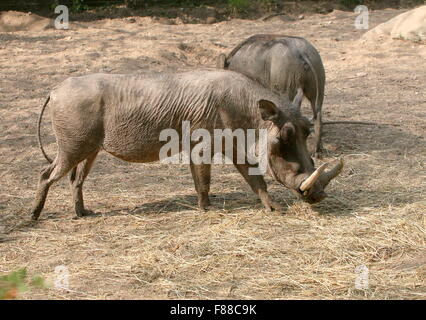 Maschio africano tusker warthog (Phacochoerus africanus) Foto Stock