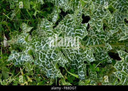 Foglia di latte-cardo, Silybum marianum Foto Stock