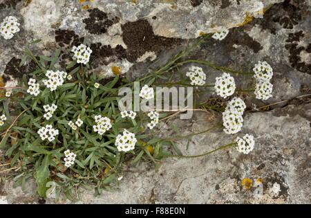 Sweet alyssum, Lobularia maritima in fiore, sul calcare, Spagna. Foto Stock