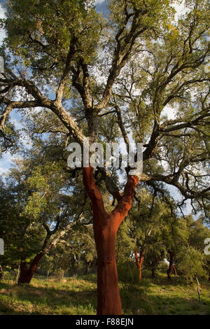 Cork Oak tree, Quercus suber, recentemente raccolte. Grazalema, a sud-ovest della Spagna. Foto Stock