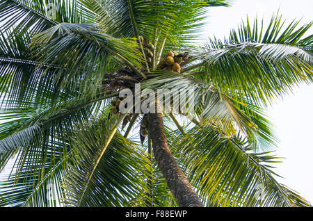 Palme da sotto contro il cielo blu Foto Stock