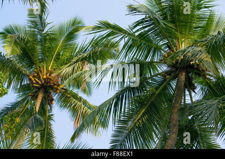 Palme da sotto contro il cielo blu Foto Stock