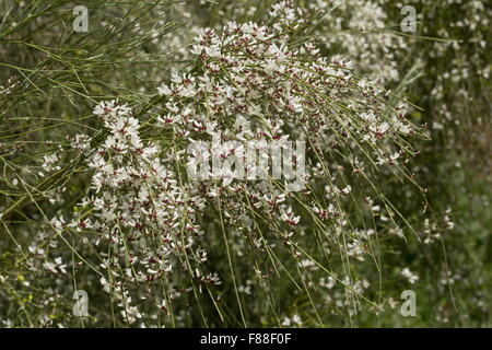 Bridal Veil ginestra, Retama monosperma, ,in pieno fiore. a sud-ovest della Spagna. Invasivo altrove. Foto Stock