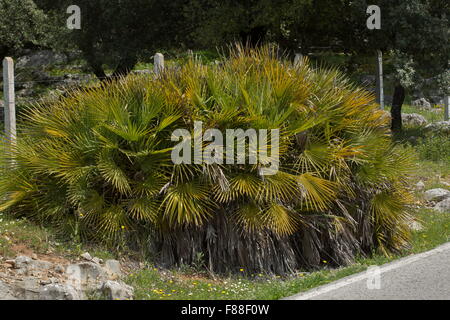 Palma nana, chamaerops humilis, a sud-ovest della Spagna. Foto Stock