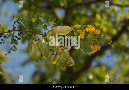 Una vescica senna, Colutea hispanica, in fiore e frutto. Foto Stock